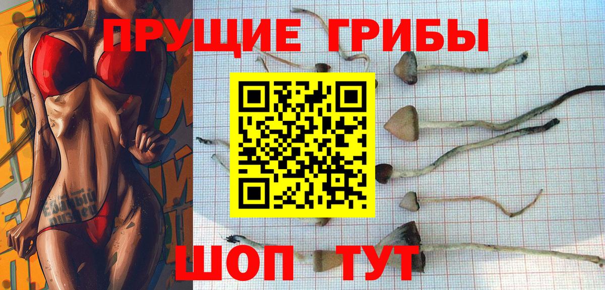 Галлюциногенные грибы Psilocybine cubensis Пенза